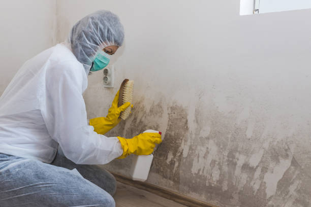 Best Biohazard Mold Removal  in Port Washington, NY