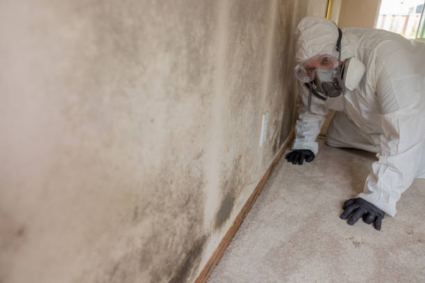 Best Mold Removal for HVAC Installations  in Port Washington, NY