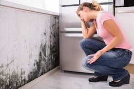  Port Washington, NY Mold Removal Services Pros